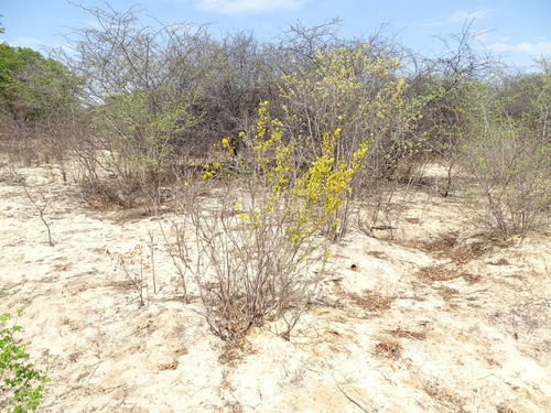 Ochna cinnabarina image