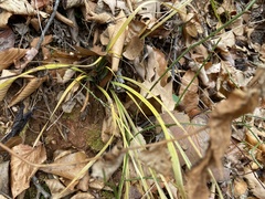 Sisyrinchium dichotomum