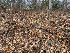 Sisyrinchium dichotomum