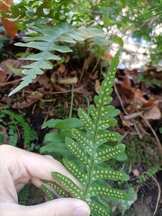 Polypodium interjectum