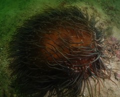 Macrodactyla doreensis