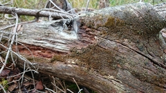 Crossocalyx hellerianus