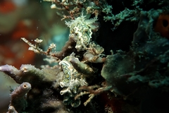 Sagaminopteron psychedelicum