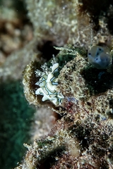 Sagaminopteron psychedelicum