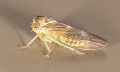 Populicerus formosus