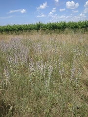 Stachys cretica