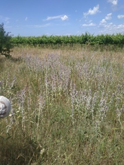 Stachys cretica