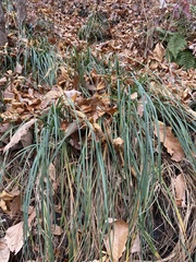 Carex biltmoreana