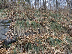 Carex biltmoreana
