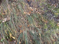 Carex biltmoreana