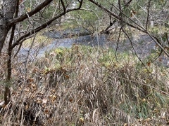 Carex biltmoreana