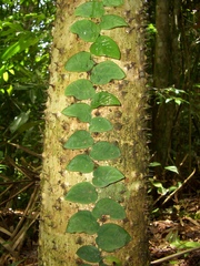 Monsteroideae