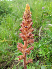 Orobanche owerinii