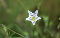 Leptosiphon liniflorus