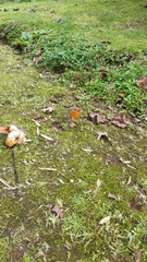 Erithacus rubecula rubecula