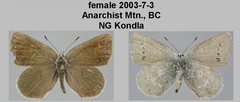 Satyrium semiluna