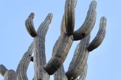 Browningia pilleifera