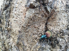 Brachygnathus angusticollis