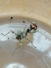 Pseudocreobotra wahlbergi