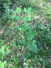 Rubus palmatus coptophyllus