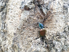 Brachygnathus angusticollis