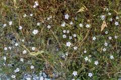 Leptosiphon liniflorus