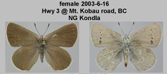 Satyrium semiluna