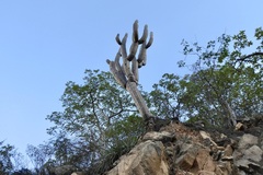 Browningia pilleifera