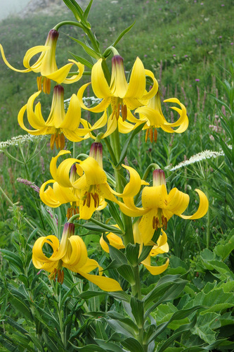 Caucasian Lily