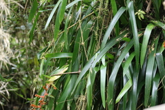 Guzmania multiflora