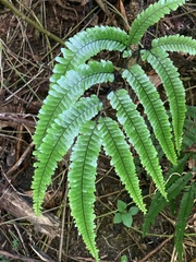 Adiantum pyramidale