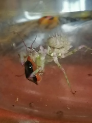 Pseudocreobotra wahlbergi