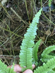 Adiantum pyramidale