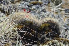 Matucana aurantiaca