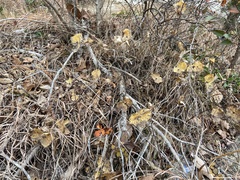 Lonicera flava