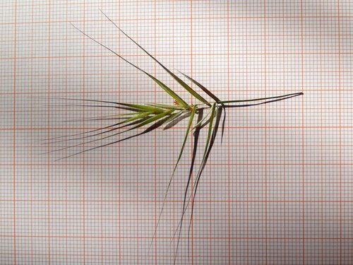 Bromus sterilis