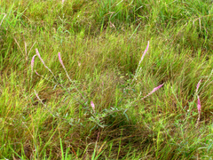 Hermbstaedtia odorata