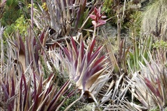 Tillandsia stenoura