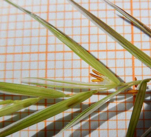 Bromus sterilis