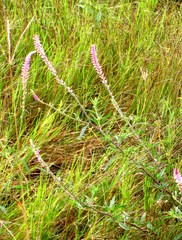 Hermbstaedtia odorata