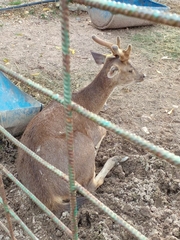 Cervini