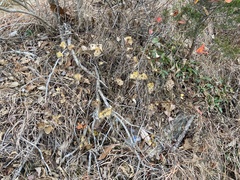 Lonicera flava