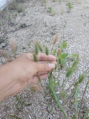 Hordeum geniculatum