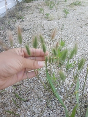 Hordeum geniculatum