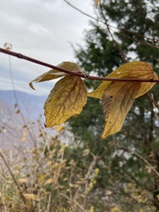 Philadelphus hirsutus