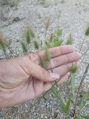 Hordeum geniculatum