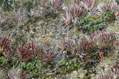 Tillandsia stenoura
