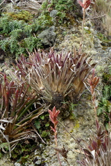 Tillandsia stenoura
