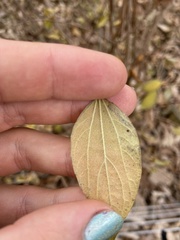 Philadelphus hirsutus