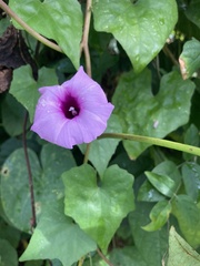 Ipomoea tiliacea